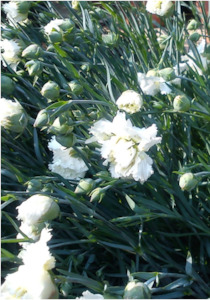 Dianthus 'Mrs Sinkins'