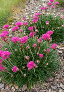 exotic: Armeria maritima - thrift