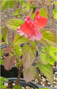 Salvia microphylla - salvia red