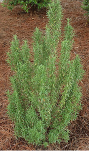 Rosmarinus officinalis 'Tuscan blue' - upright rosemary