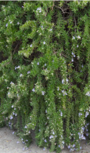 edible: Rosmarinus officinalis 'Mozart' - groundcover rosemary