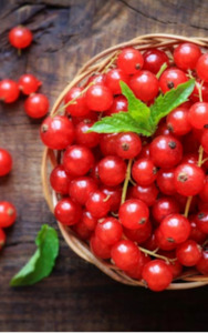 edible: Ribes rubrum - red currant