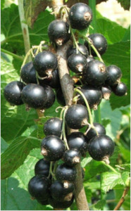 edible: Ribes nigrum - black currant