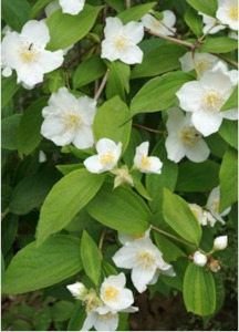 exotic: Philadelphus coronarius - mock orange