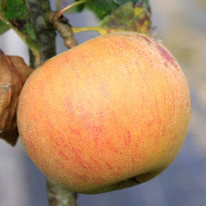 Apple 'Ross Nonpareil'