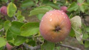 Apple 'Reinette du Thorn'