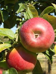 Edible: Apple 'Lobo'