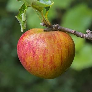 Apple 'Kentish Fill Basket'