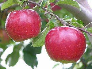 Apple 'Ida Red'