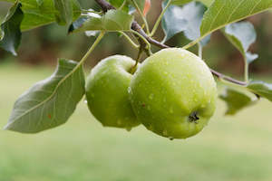 Apple 'Granny Smith'