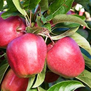 Edible: Apple 'Gloster'