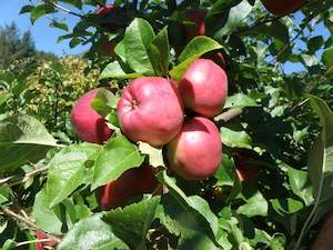 Edible: Apple 'Dayton'