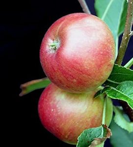 Edible: Apple 'Crimson Bramley'