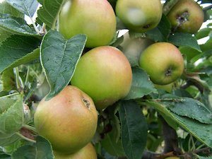 Edible: Apple 'Claygate Pearmain'