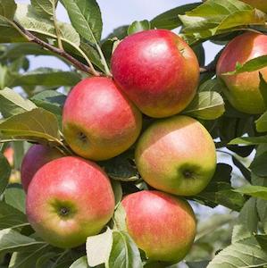 Edible: Apple 'Cameusa de ll’obregrate'