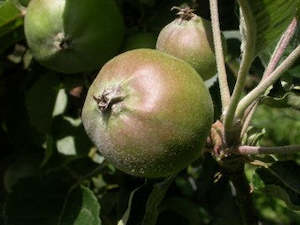 Edible: Apple 'Ballarat'