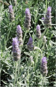 Lavendula dentata - lavender