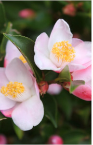 Exotics: Camellia - Mixed varieties