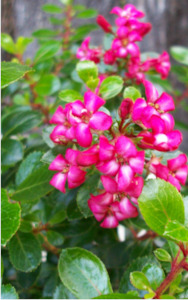 Escallonia sp. 'pink pixie'