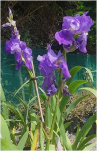 Bearded Iris