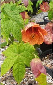 Exotics: Abutilon - Chinese lanterns