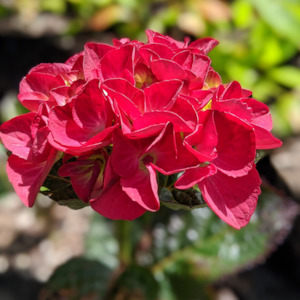 Exotics: Hydrangea