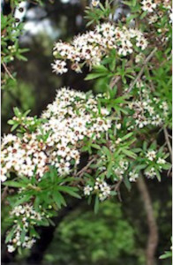 Kunzea robusta syn. ericoides - kanuka