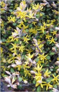 Corokia 'pipsqueak'