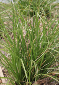 Natives: Carex virgata