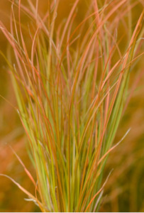 Carex testacea