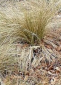 Natives: Carex comans