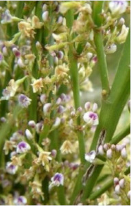 Natives: Carmichealia australis - NZ broom