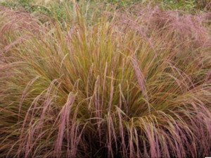 Natives: Anemanthele lessoniana - gossamer grass