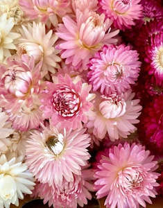 Strawflower heads