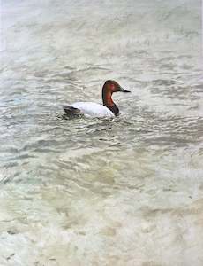 Internet only: "Canvasback Duck" - Raymond Ching