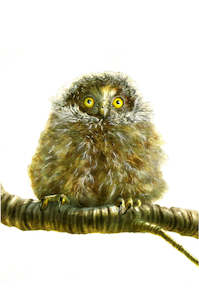 "Baby Morepork" - Paul Coney