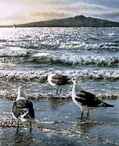 Internet only: "Rangitoto & Gulls" - Paul Coney