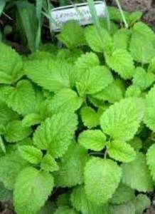 Lemon Balm 100% Pure Essential Oil – Fire and Ice