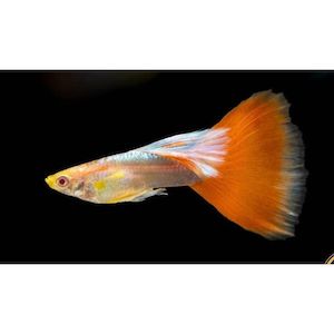 Albino Red Tail Blue Guppy (Male)