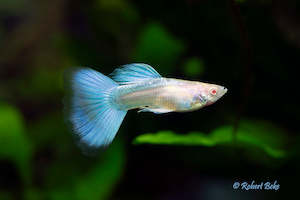 Internet only: Albino Japan Blue Guppy (Trio)