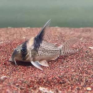 Highfin Spotted Cory (CW027)