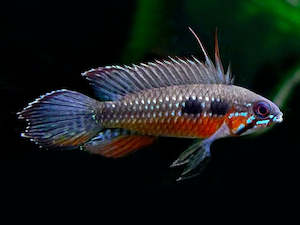 Apistogramma Elizabethae (Females)