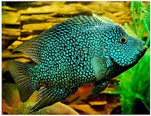 Carpintis Cichlid