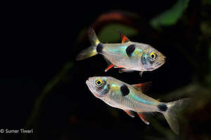 Bucktooth Tetra