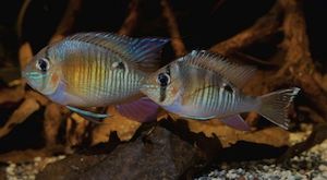 Cupid Cichlid (Brazil)