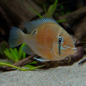 Cupid Cichlid (Peru)