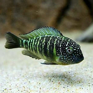 Tropheus Murago Congo