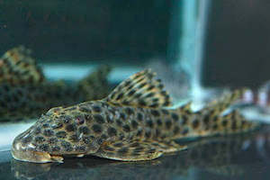 Mutuca Pleco (LDA010)