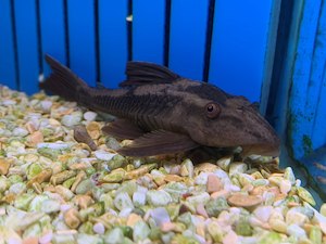 Rusty Pleco (L310)