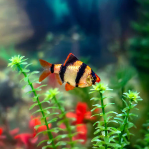 Tiger Barb